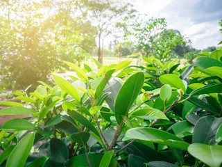 Green Leaves background