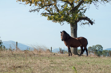 portrait of brown horse grazing in a meadow