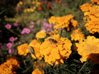 Yellow flowers in park