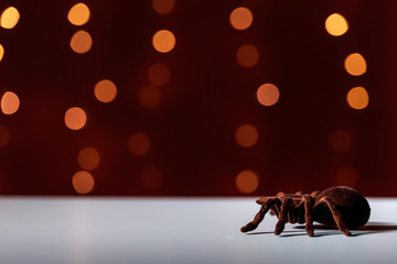 Halloween black spider on a shiny light dark red background