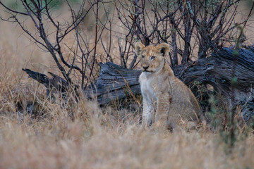 Lion cub sitting in the rain in Kruger National Park in South Africa