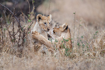 Lion cubs playing in the rain in Kruger National Park in South Africa