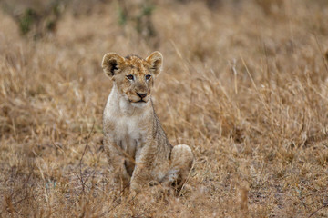 Lion cub sitting in the rain in Kruger National Park in South Africa