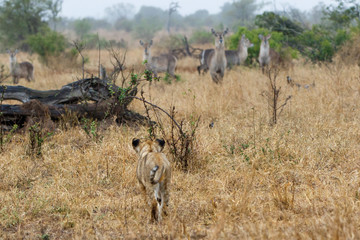 Lion cub hunting on waterbucks in Kruger National Park in South Africa
