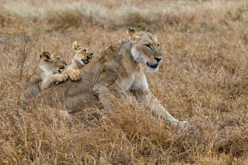 Lion cubs playing with mum in the rain Kruger National Park in South Africa
