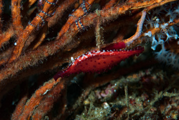 Egg cowrie Phenacovolva birostris