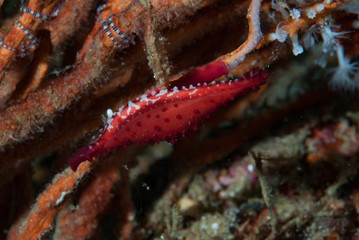 Egg cowrie Phenacovolva birostris