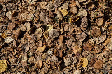 dried fallen aspen leaves on the ground, background