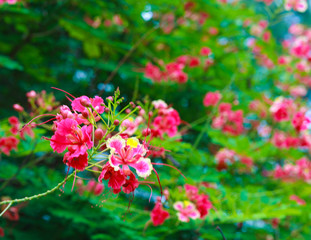 peacock flower,Delonix regia, the flame tree, is a species of flowering plant in the bean family...