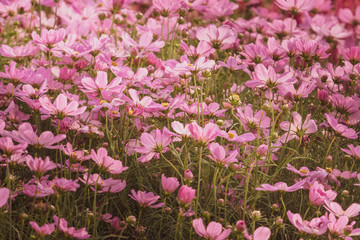 cosmos flower field under beautiful light