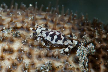 Sea cucumber crab Lissocarcinus orbicularis