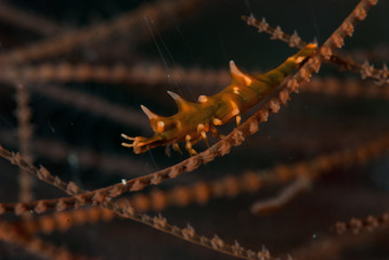 Dragon Shrimp Miropandalus hardingi