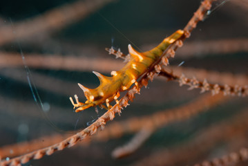 Dragon Shrimp Miropandalus hardingi