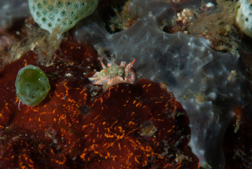 Sagaminopteron psychedelicum Sea Slug