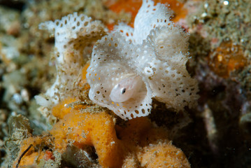 Bryozoan Goby Sueviota bryozophyla