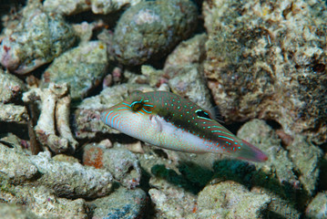 Grey-Top Pufferfish Canthigaster cf epilampra