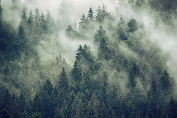 Papier Peint photo Violet pâle Paysage brumeux avec forêt de sapins dans un style rétro vintage hipster