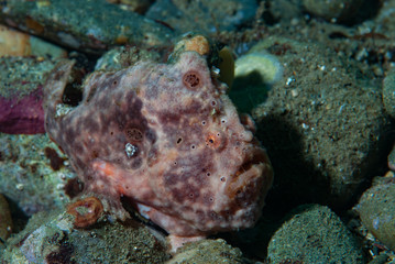 Painted frogfish Antennarius pictus