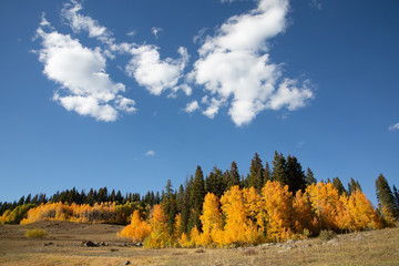 fall colors of autumn aspens in Colorado with blue sky and clouds