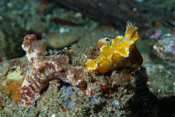 Ceratosoma nudibranch