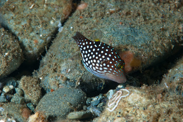 Fototapeta na wymiar White-Spotted Pufferfish Canthigaster Janthinoptera
