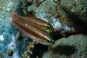 Moluccen Cardinalfish Apogon moluccensis