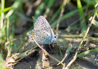 Papillon bleu, gris et orange