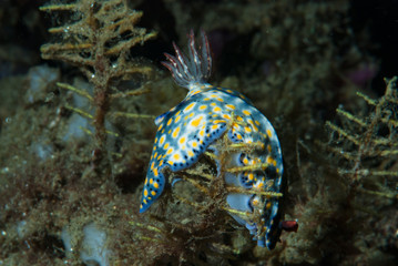 Hypselodoris infucata nudibranch
