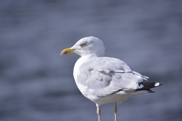Seagull closeup by the sea