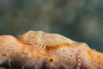 Paron Shrimp Gelastocaris paronae