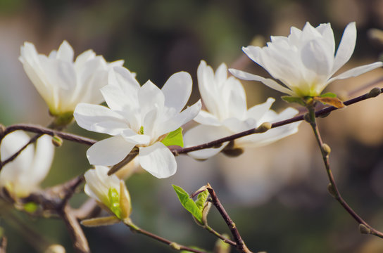Fototapeta Blossoming of magnolia white flowers in spring time, retro vintage hipster image