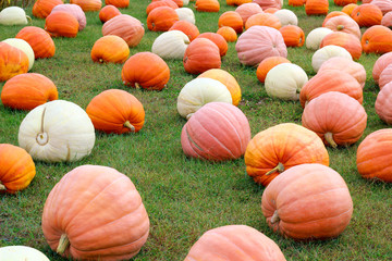 Ripe Pumpkins in a field