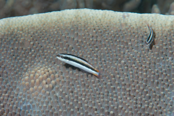 Two-Tone Wrasse Thalassoma amblycephalum Female