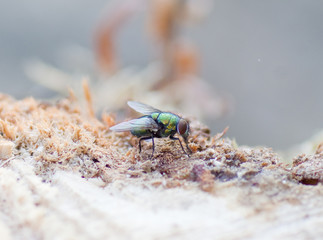 Mouche