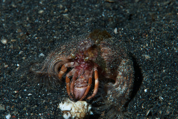 Hermit Crab
