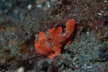 Painted frogfish Antennarius pictus