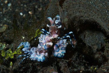 Harlequin Shrimp Hymenocera elegans