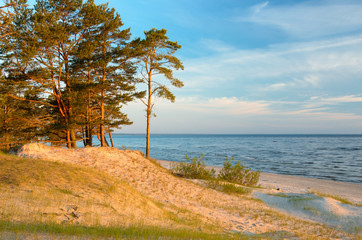 Early morning on the wild beach with clear sky and growing pines. Baltic sea coast. Latvia.