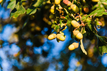 Pr&auml;chtige Eicheln am Eichenbaum 