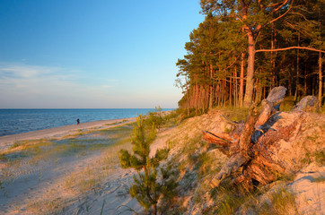 A wild beach in the rays of the passing sun. Baltic sea coast. Latvia. - 225064523