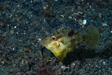 Juvenile Filefish