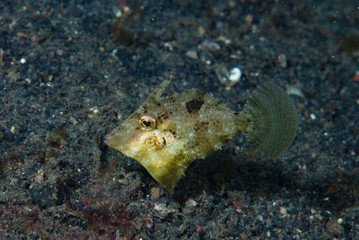 Juvenile Filefish