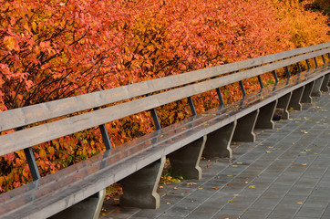 Autumn colored bushes with bright leaves and wooden bench in a city park. - 225064702