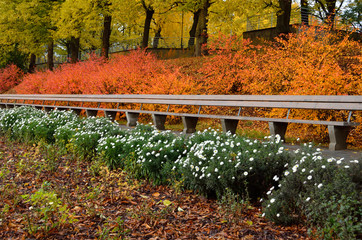 Autumn colored bushes with bright leaves and wooden bench in a city park. White flowers on foreground. - 225064705