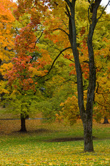 Autumn colored maple leaves and trees in a city park. - 225064729