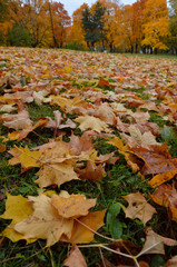 Autumn fallen leaves lie on the green grass in a city park. - 225064779