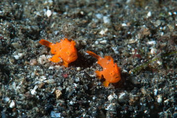 Painted frogfish Antennarius pictus Juvenile