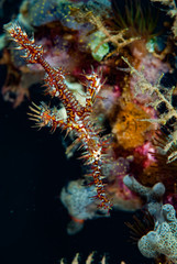 Ornate Ghost Pipefish Solenostomus paradoxus