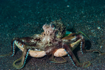 Coconut Octopus Amphioctopus marginatus
