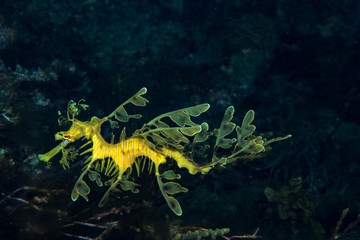 Leafy Seadragon Phycodurus eques